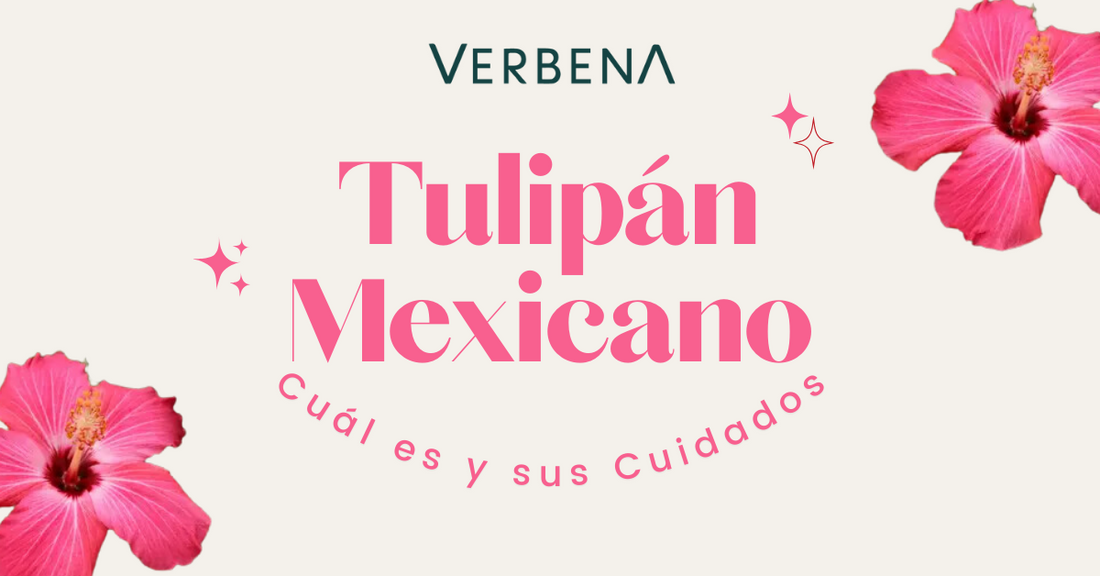 Cúal es el Tulipan Mexicano y Cuáles son sus Cuidados