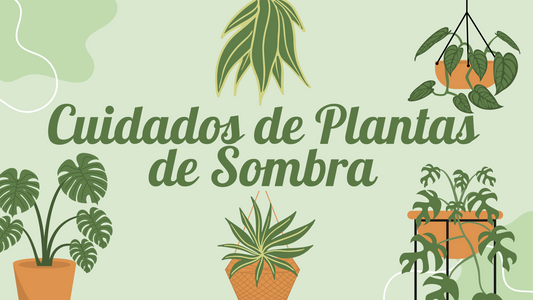 Cuidados de Plantas de Sombra