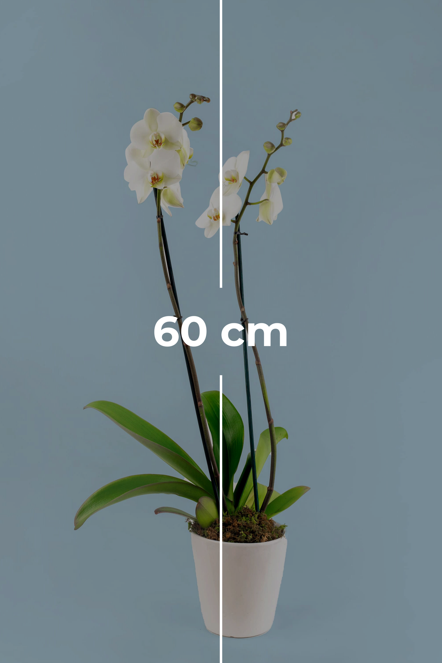 Remedios Varo Blanco Plant - White Orchid