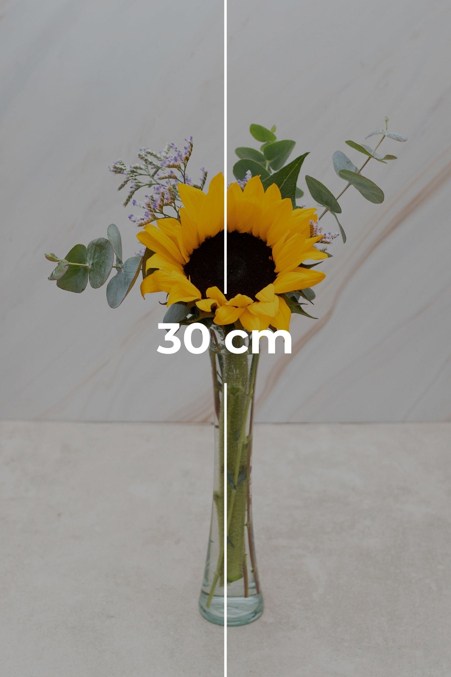 Rayito de Sol SV - Girasol CEL.