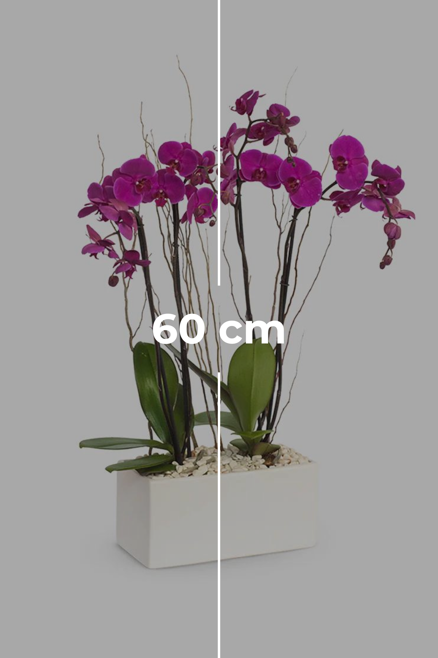 Todo Mi Cariño SV - Orquídea Morada