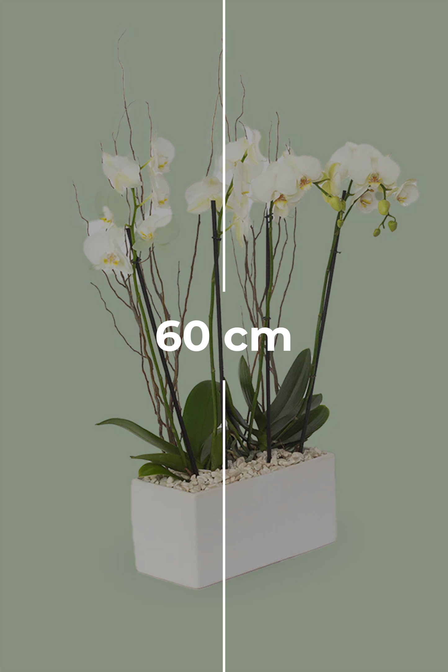 Todo Mi Cariño SV - Orquídea Blanca