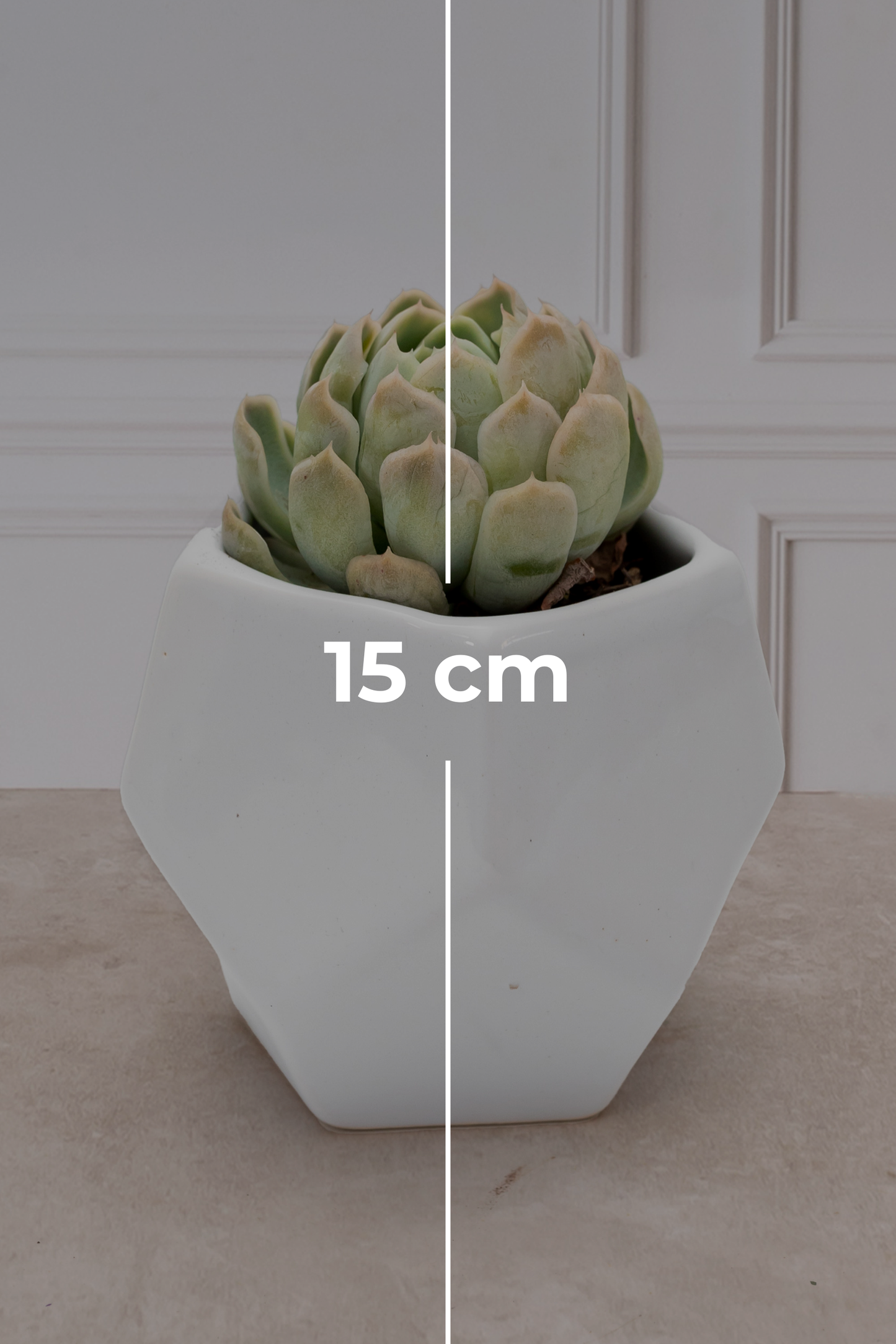 Suculenta- Florero Geometrico