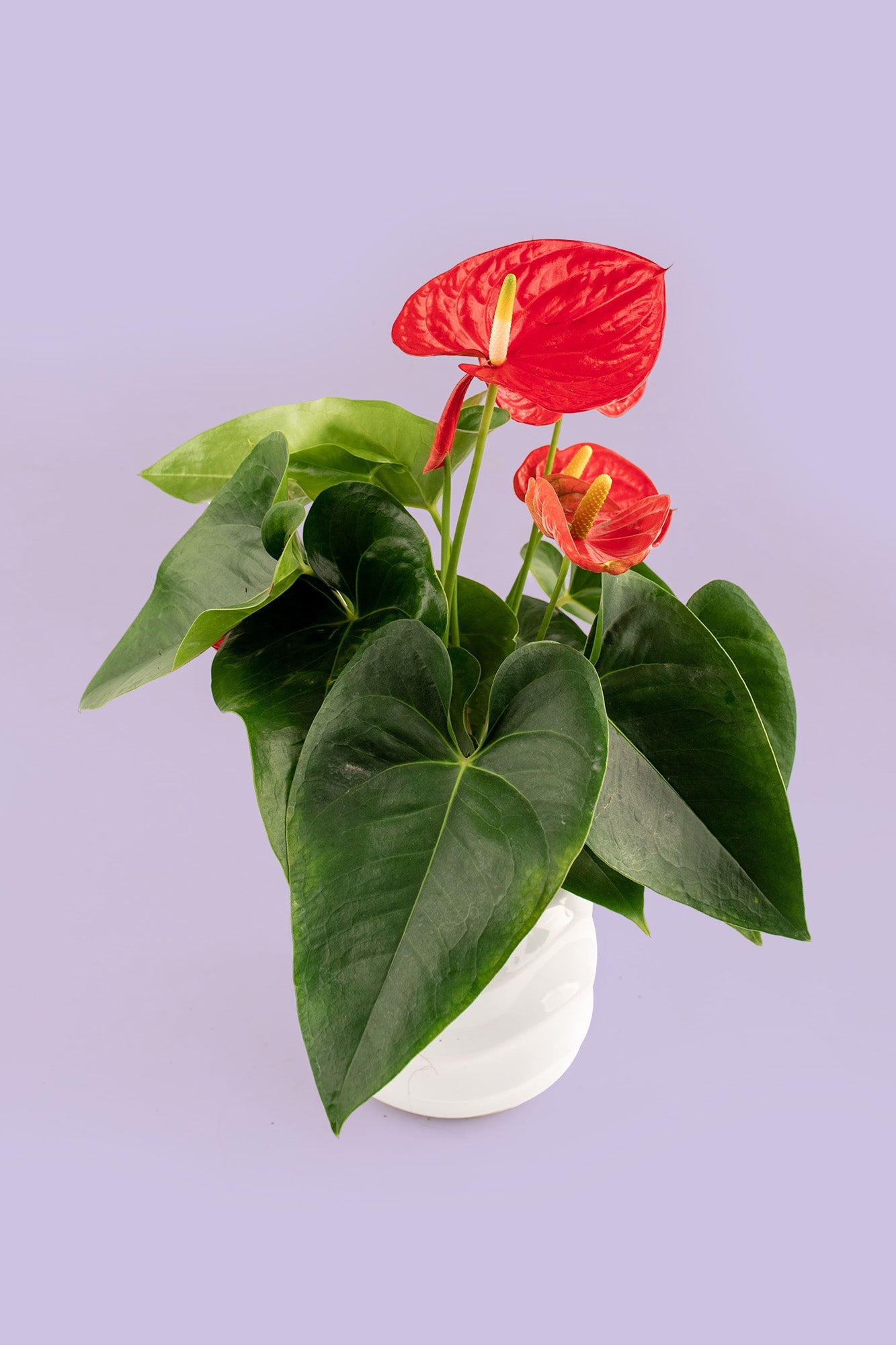 anthurium español Anturio // Planta – Verbena