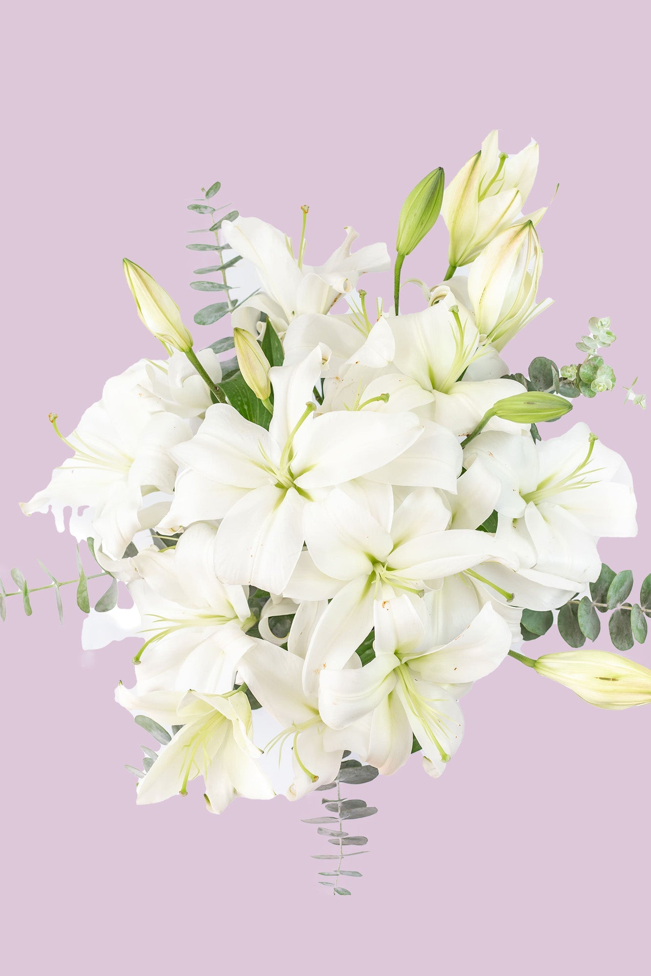 Casa Blanca - Lilium Blanca LEON