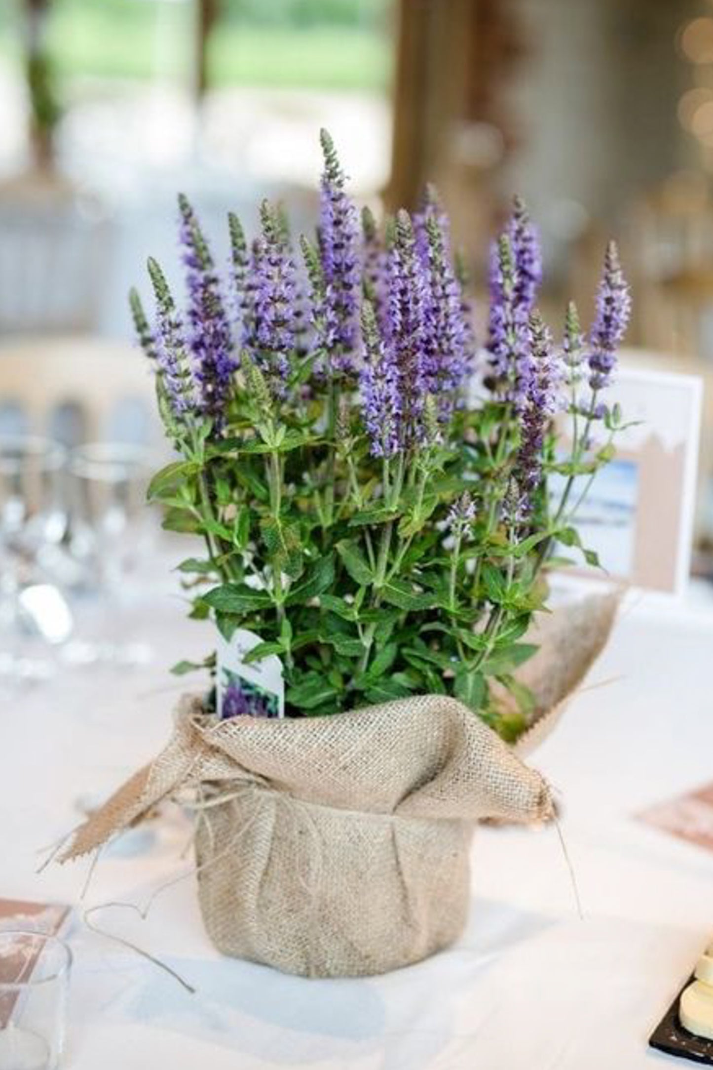 Centro de Mesa - Lavanda en Maceta