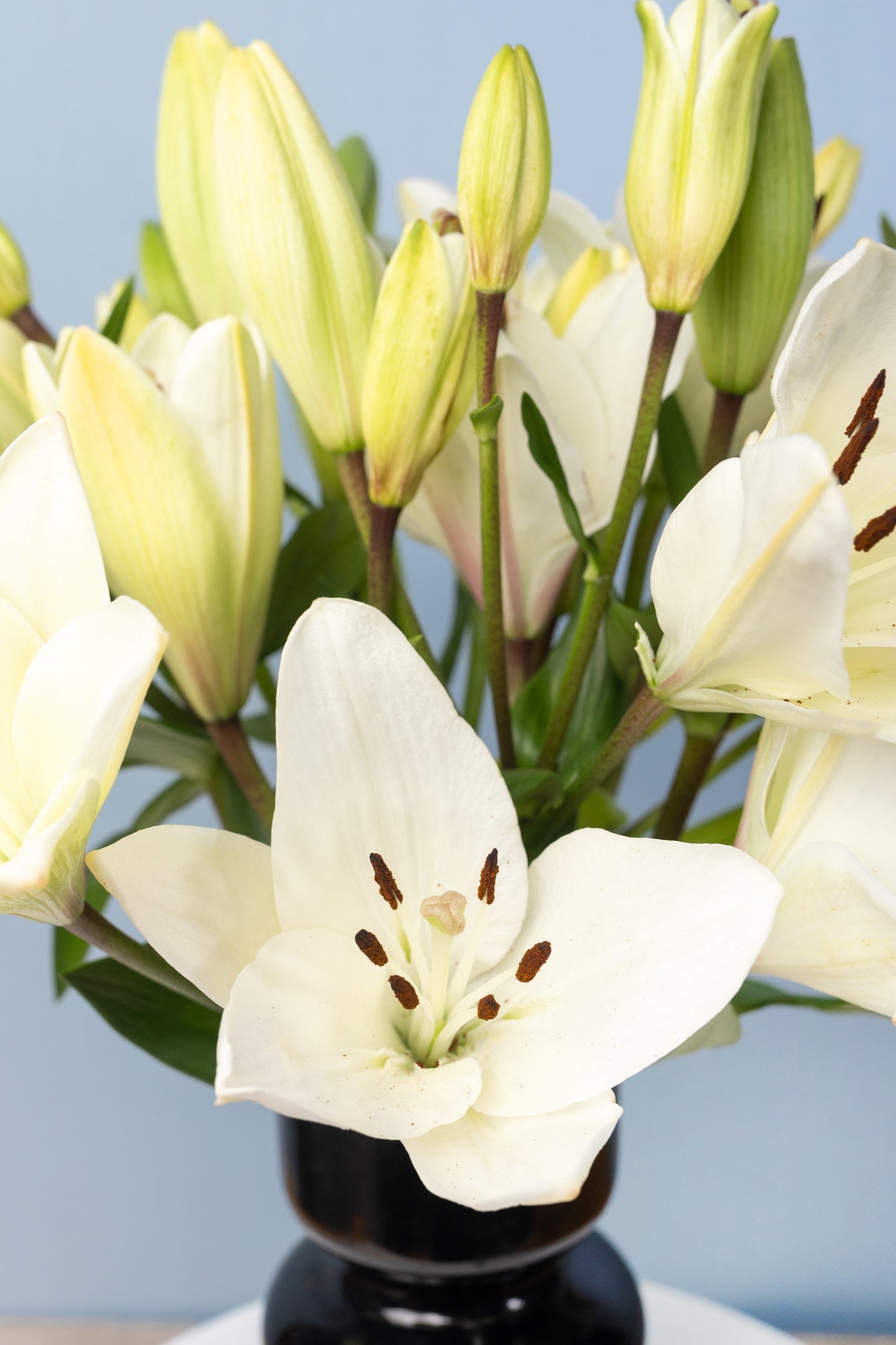 Perla - Lilium Blanca en Florero Negro CH/IXT