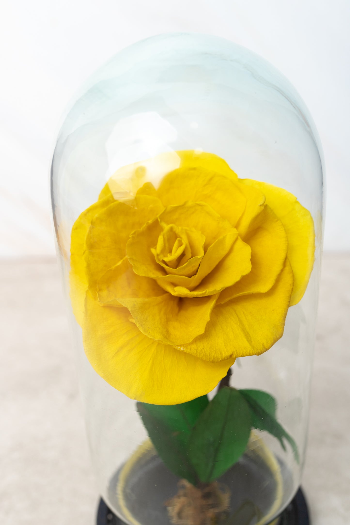 Yellow Rose - Eternal