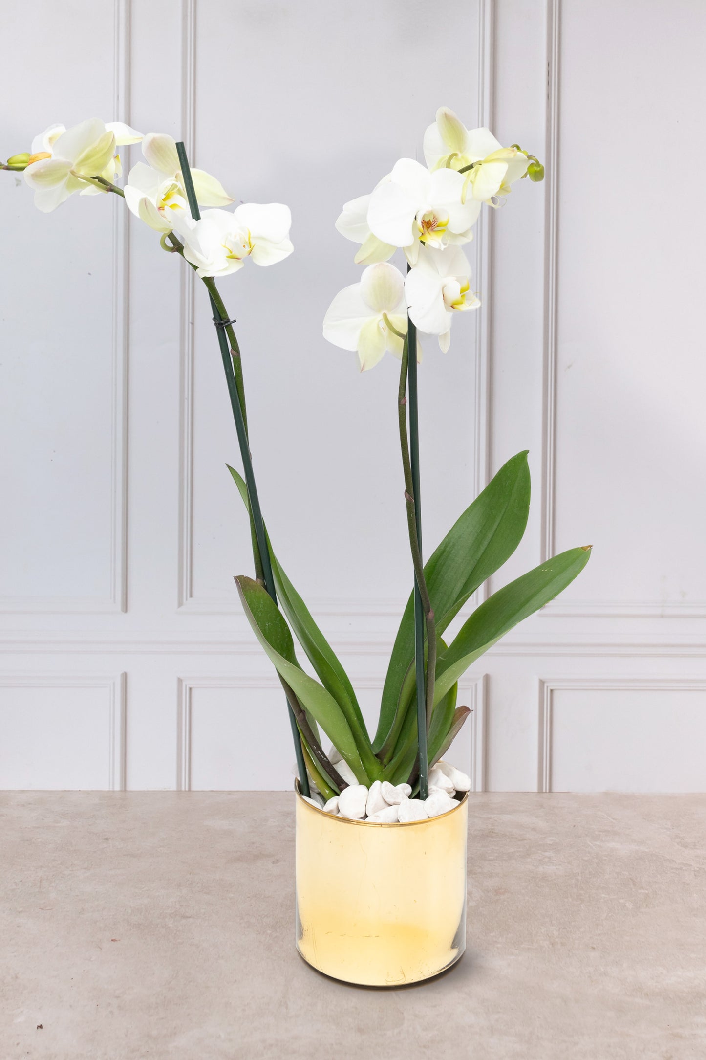 White Orchid - Golden Pot