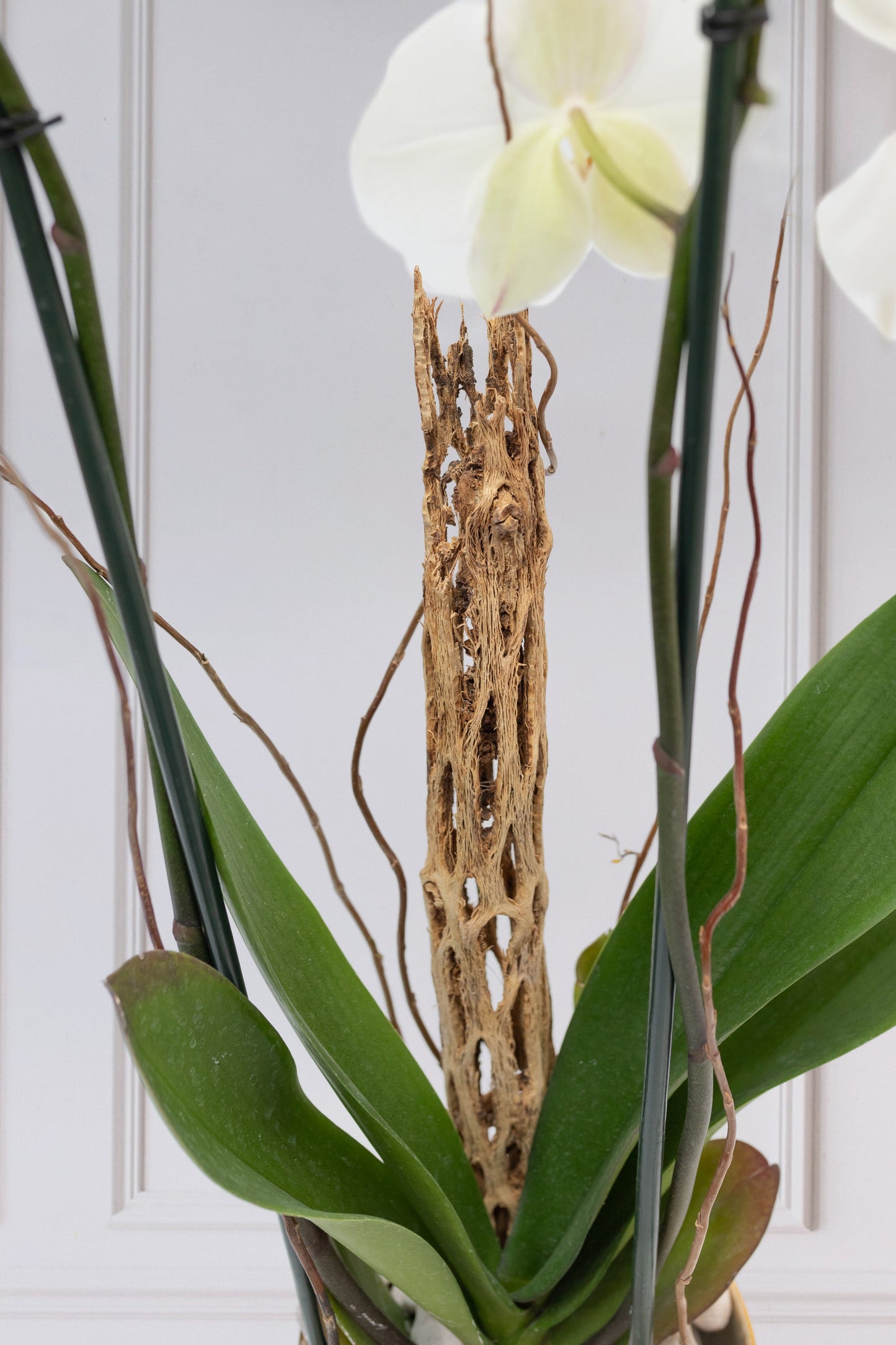 Orquídea Blanca - Maceta Blanca y Vara de Curly CEL.