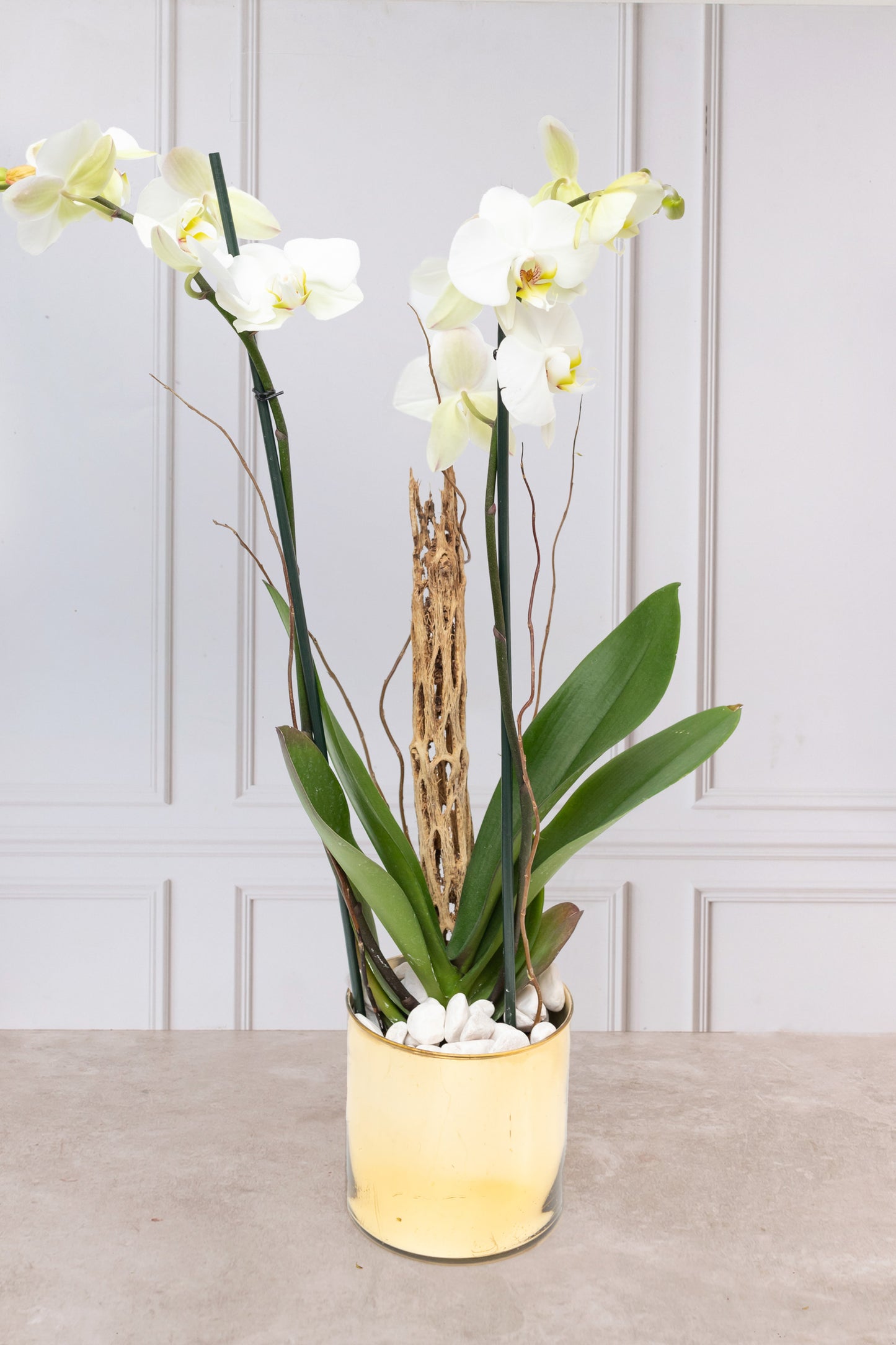 White Orchid - Golden Pot, Curly Stems and Skeleton