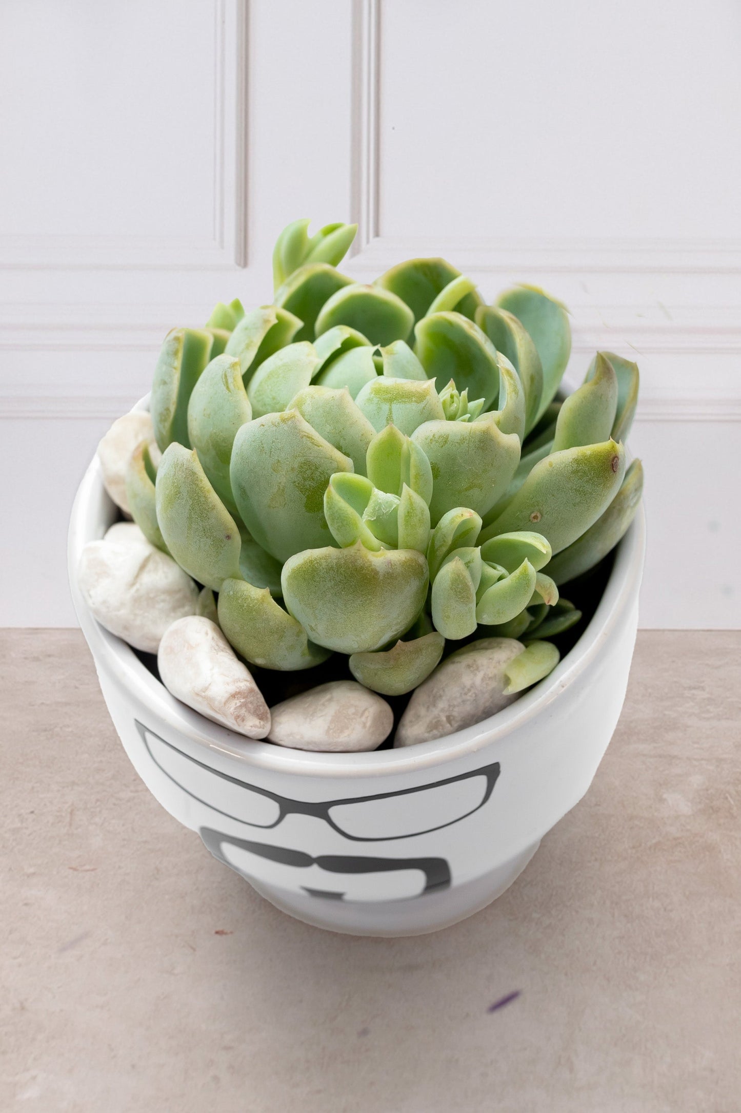 Suculenta - Copa Carita Chica con Lentes