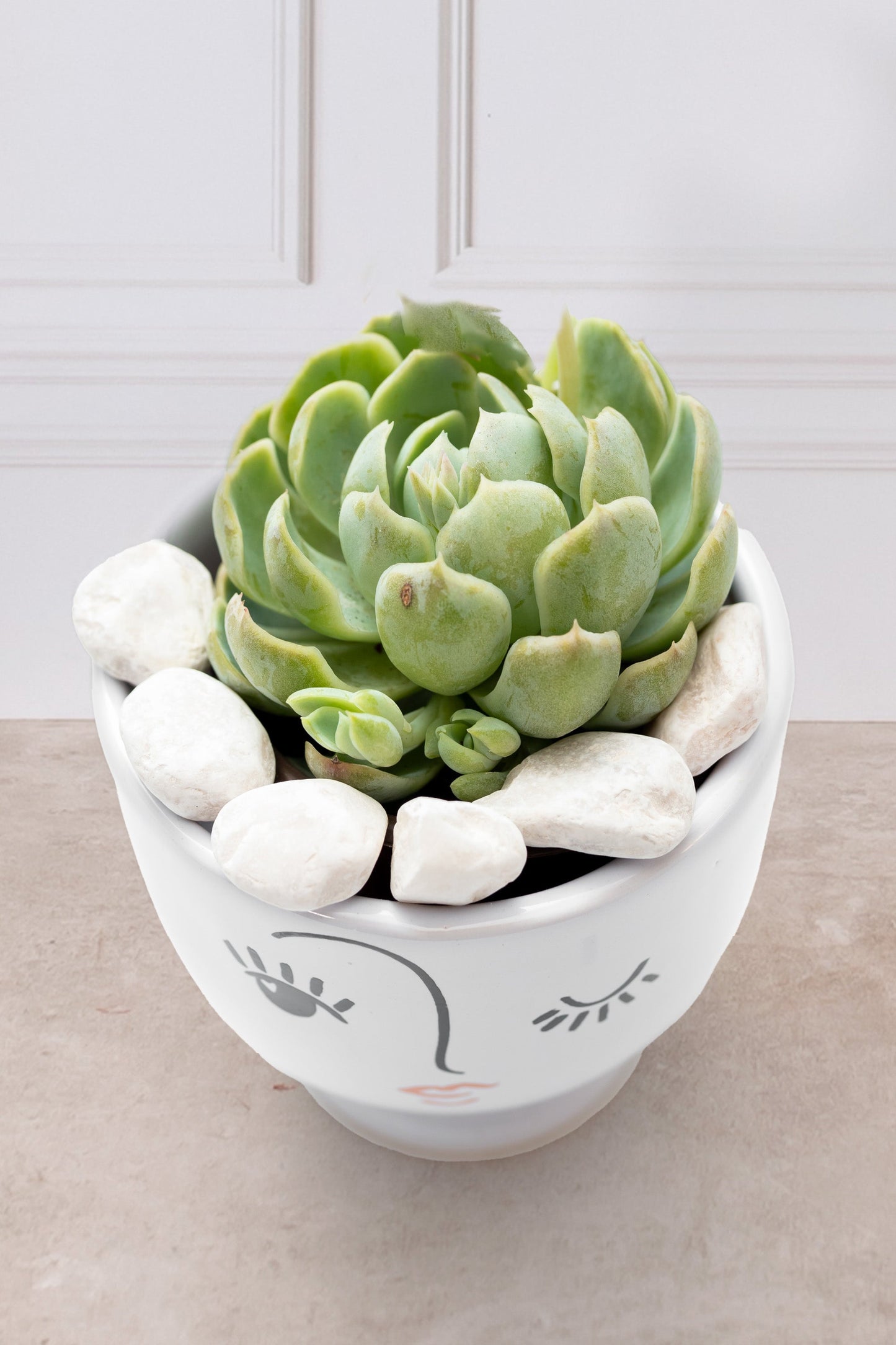 Suculenta - Copa carita Guiño