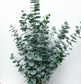 Special Order- 2 pack eucalyptus- 1 pack Oyamel- 16 large pine cones