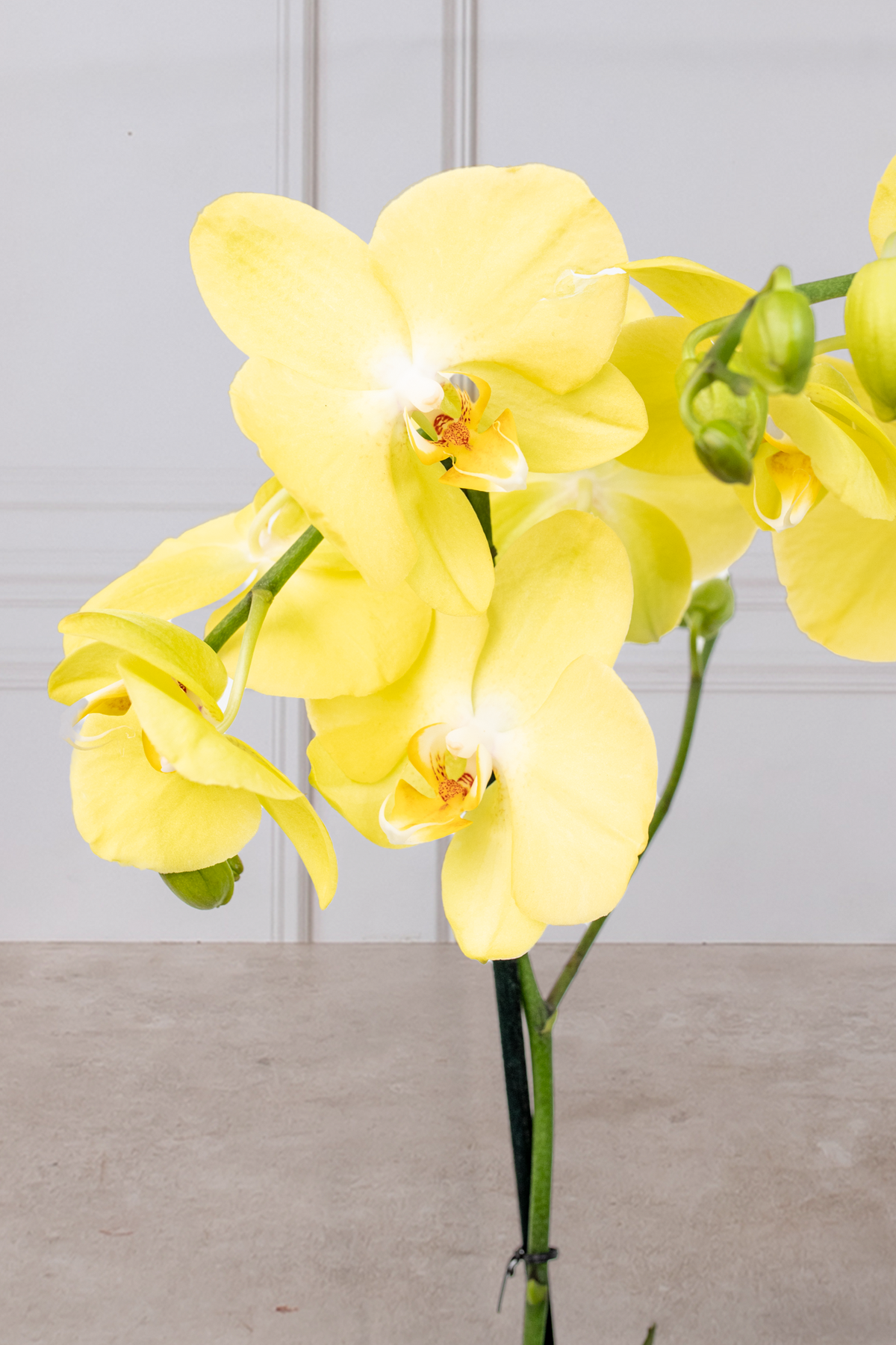 Orquídea Amarilla - En Maceta Dorada | Verbena 21S