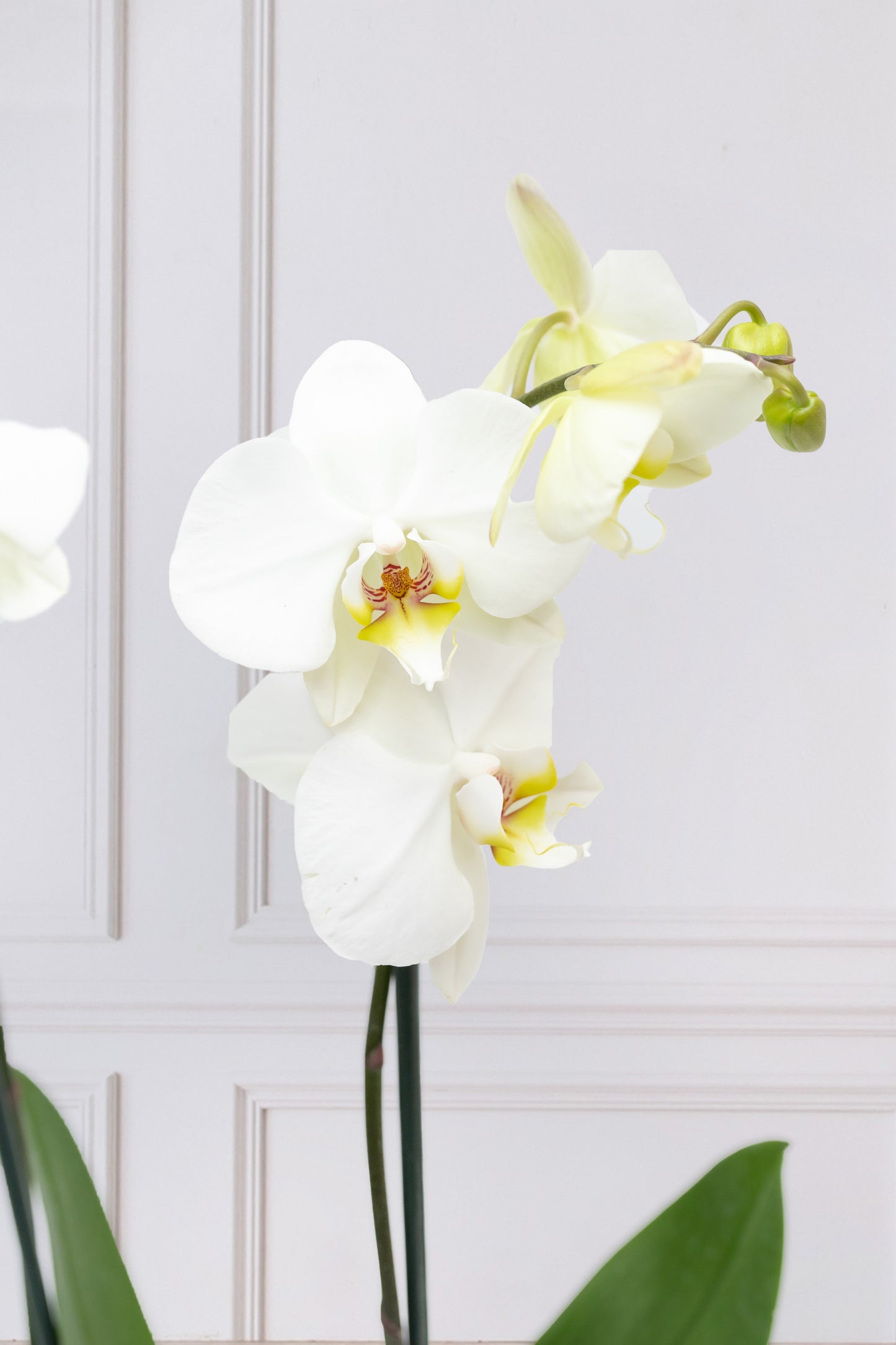 Orquídea Blanca MOM - Maceta Blanca para el 10 de Mayo