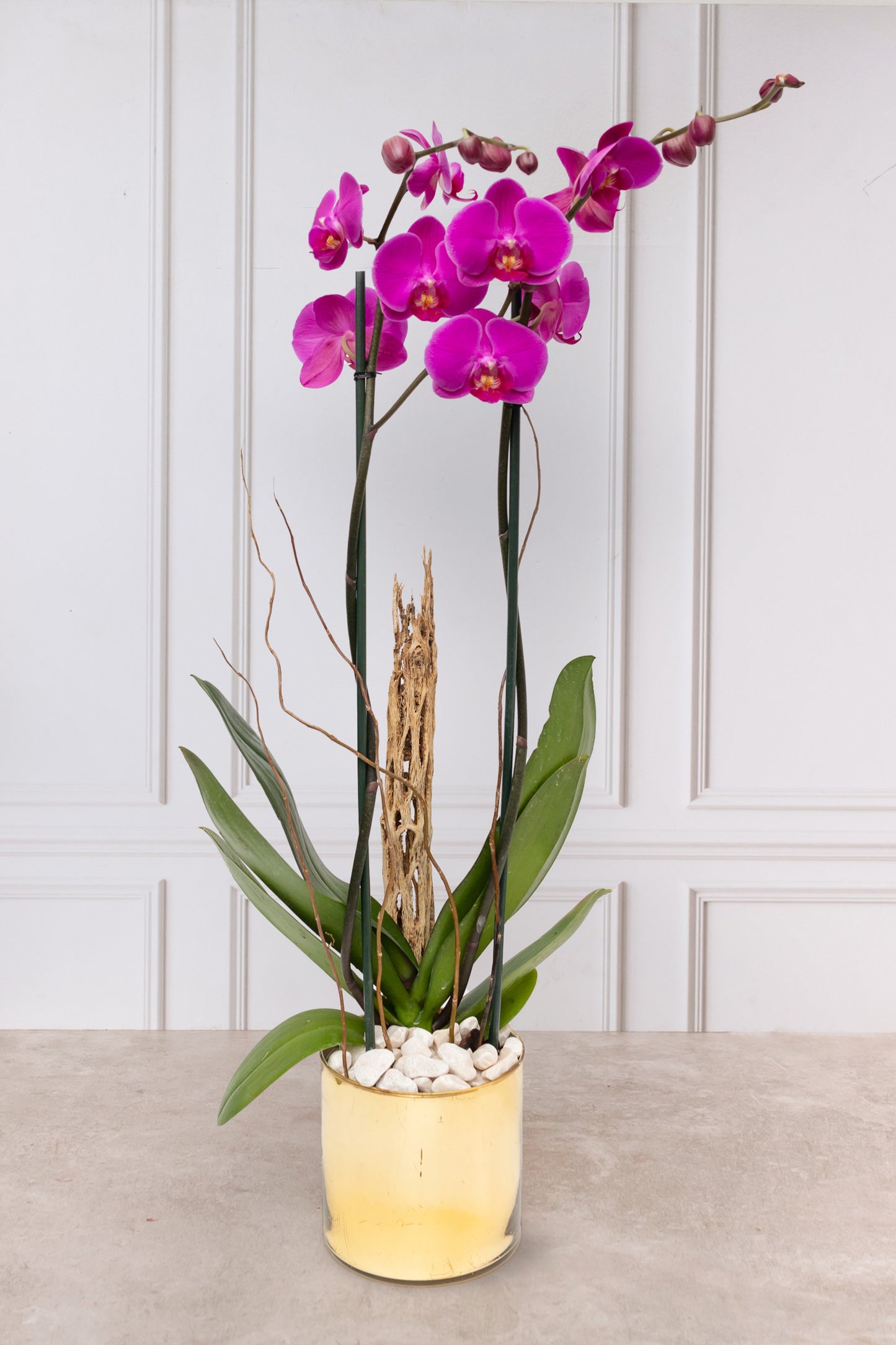 Purple Orchid - White Pot, Curly Stems and Skeleton
