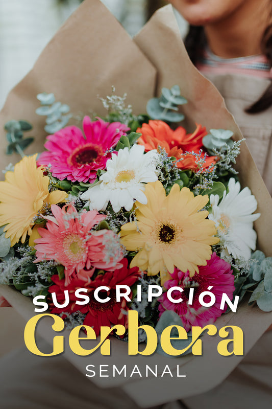 Suscripción Gerberas Semanal