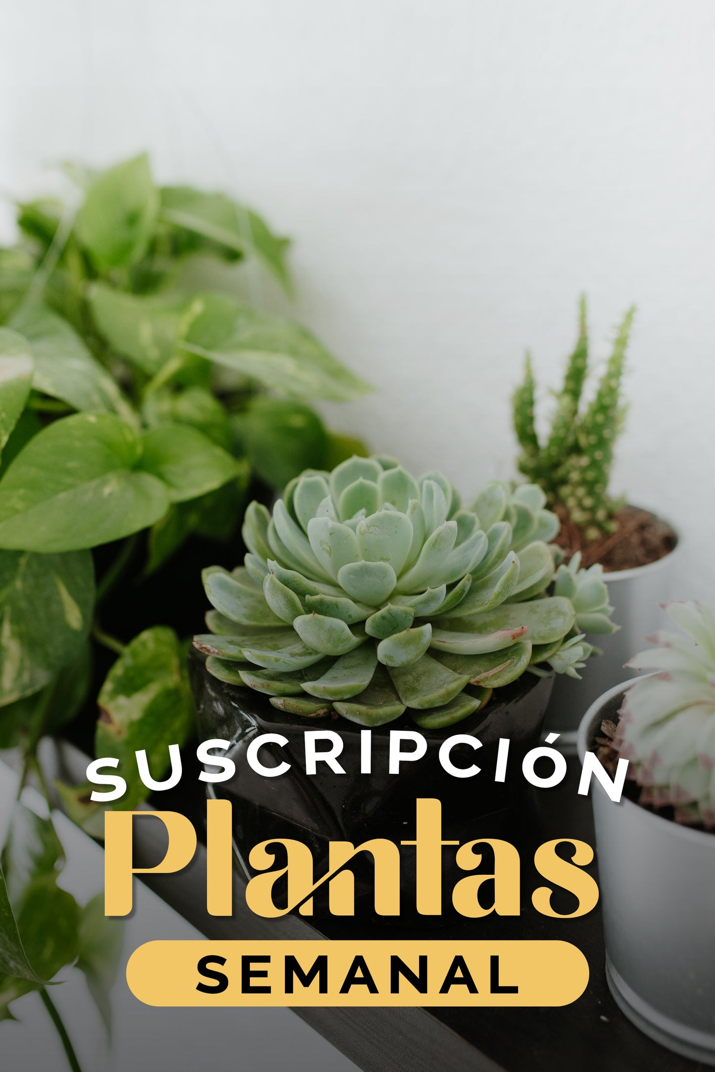 Weekly Plan Subscription