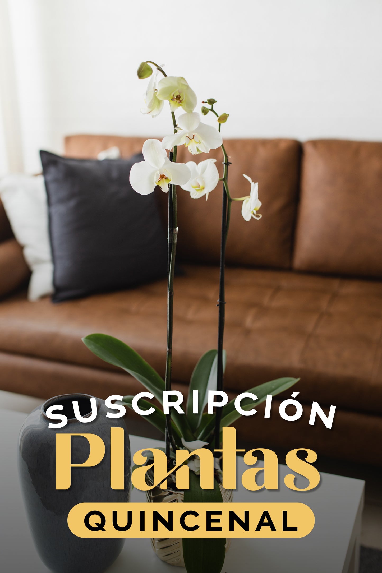 Biweekly Plan Subscription