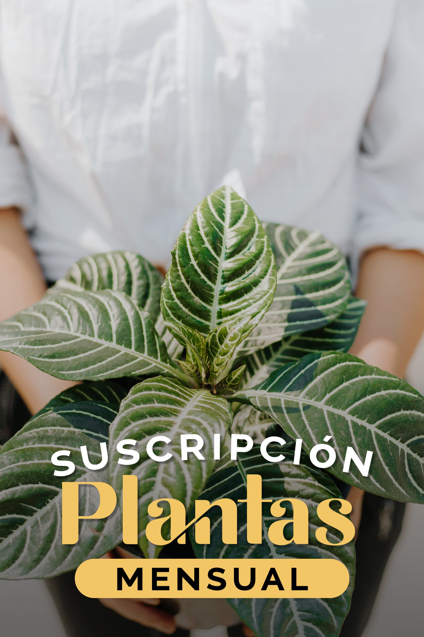 Monthly Plan Subscription