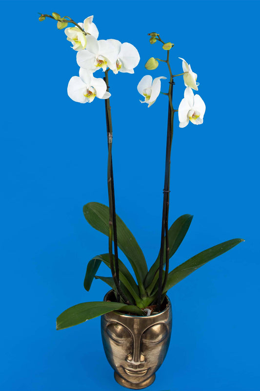 Orquídea Blanca con Maceta de Rostro Dorada