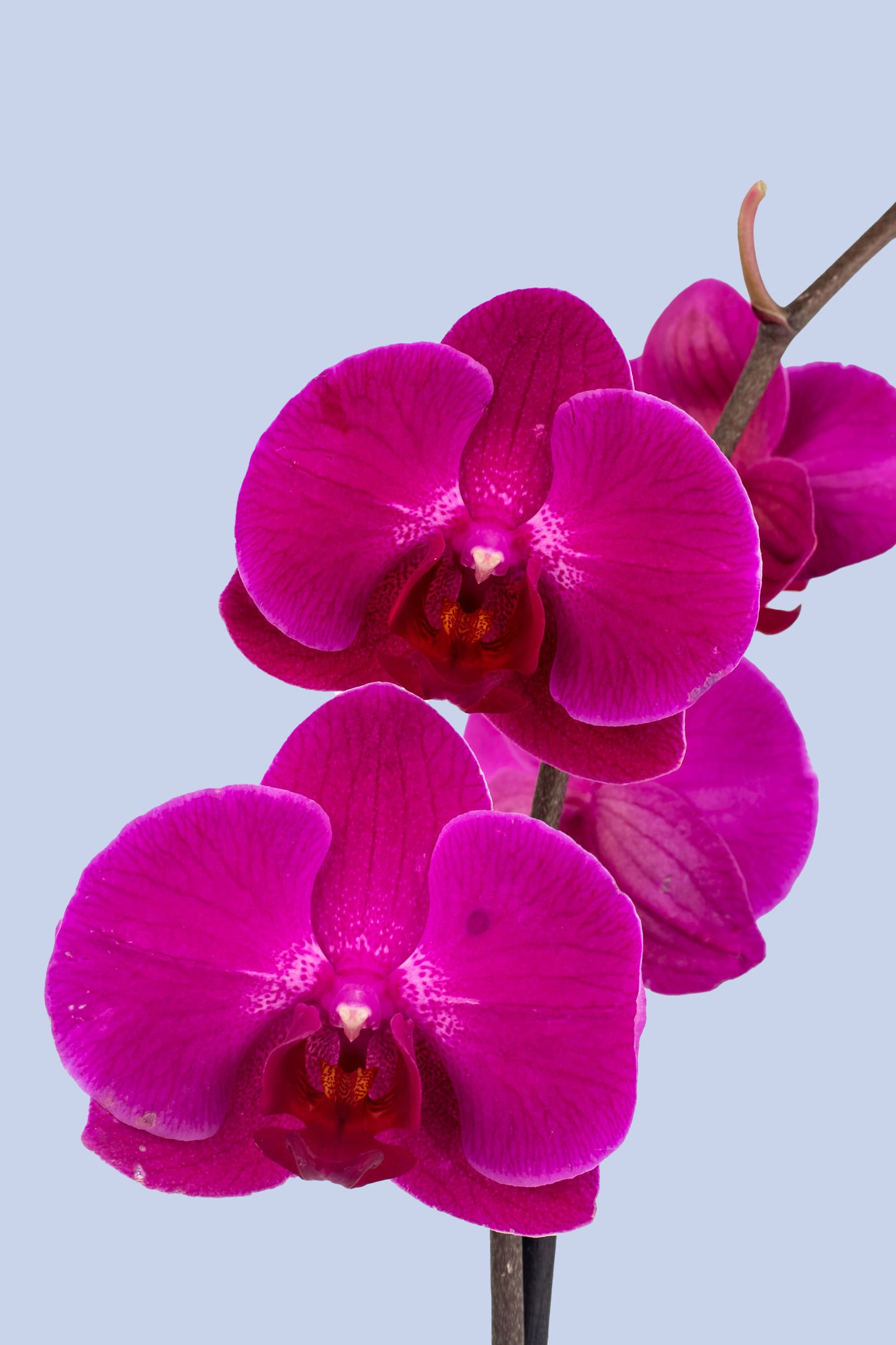 Remedios Varo Morada / Orquídea Morada con Maceta Blanca SLP