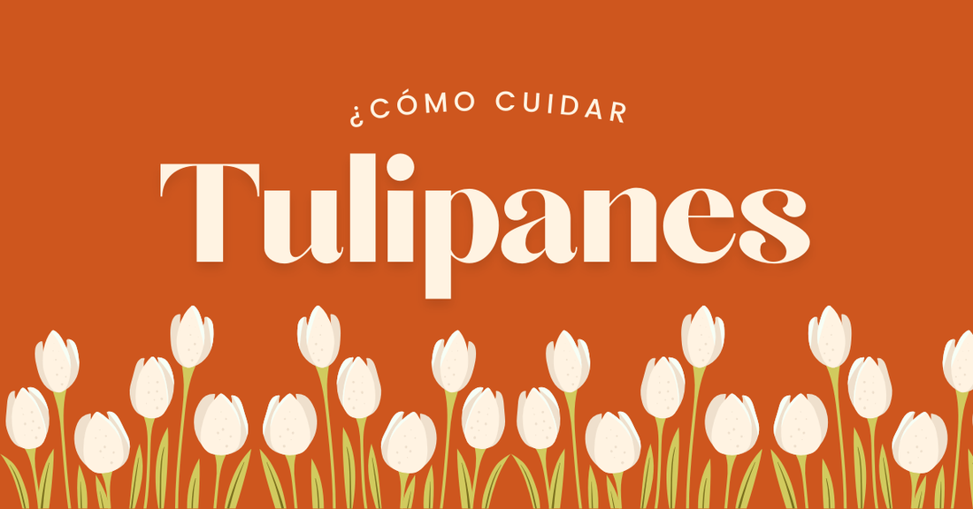 Como Cuidar Tulipanes Guía Completa