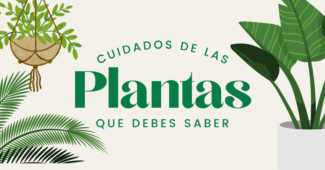 Cuidado de Plantas que tienes que Saber