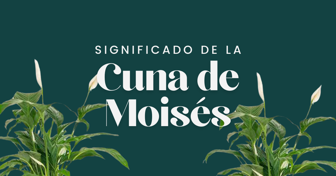 Significado, Historia y Cuidados de la Planta Cuna de Moises