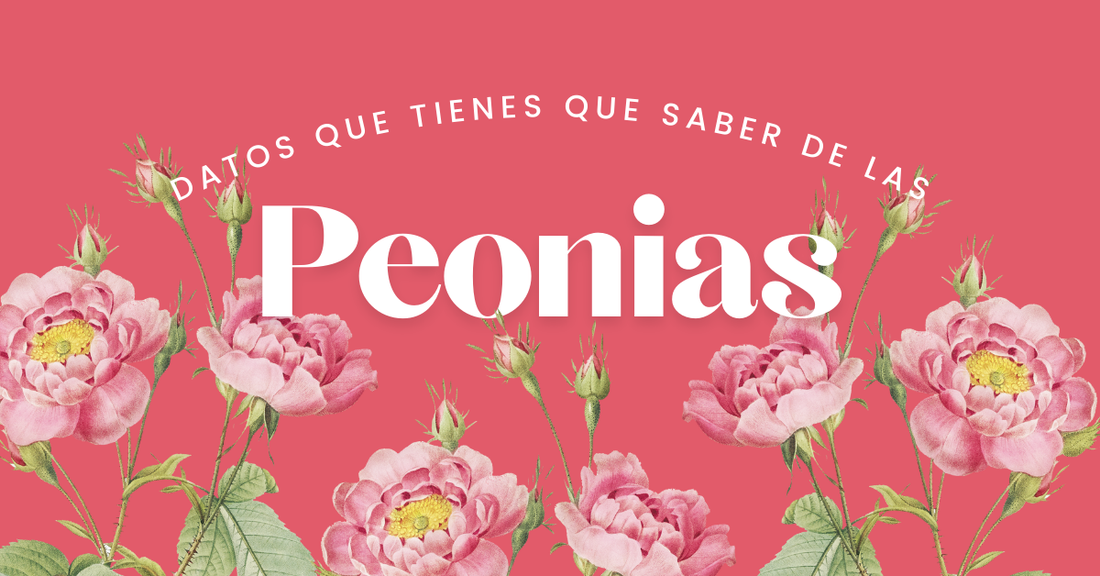 Datos Curiosos de las Peonias