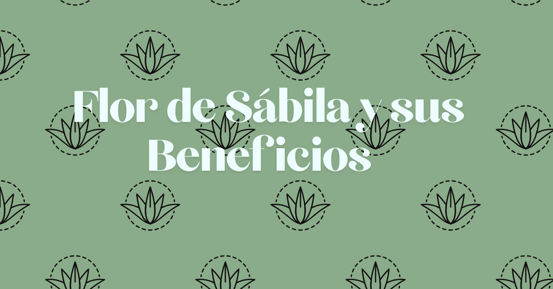 Flor de Sábila y sus Beneficios | Verbena Flores®