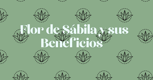 Flor de Sábila y sus Beneficios