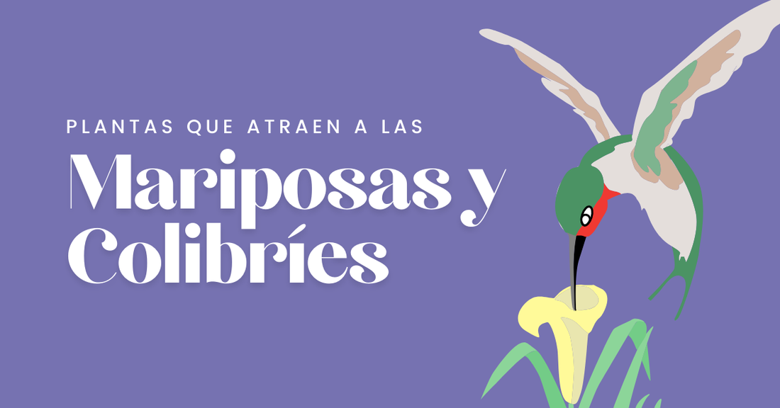 Plantas que atraen a las Mariposas y Colibríes