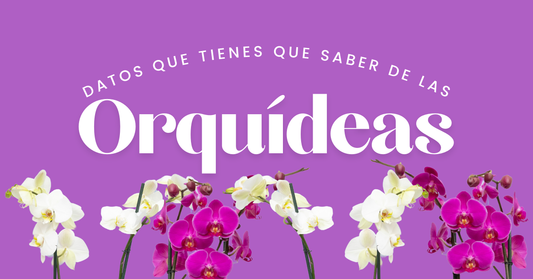 Como Superar la Perdida de un Familiar
