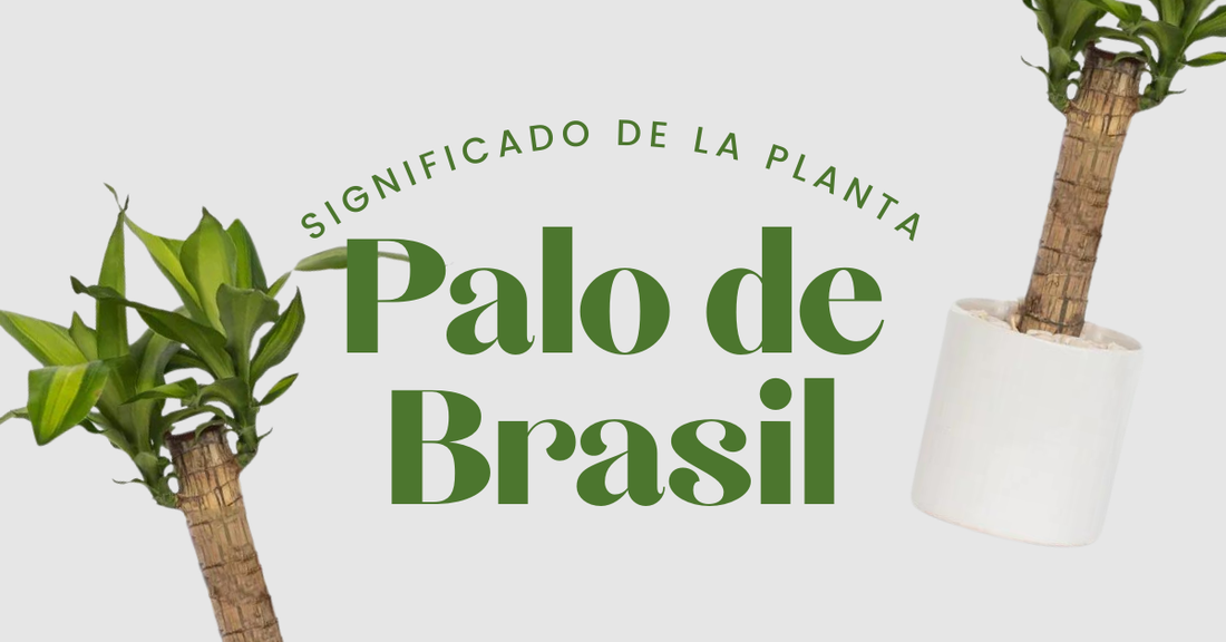 Significado de la Planta Palo de Brasil