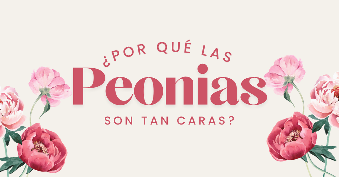 Porque las Peonias son tan caras en CDMX