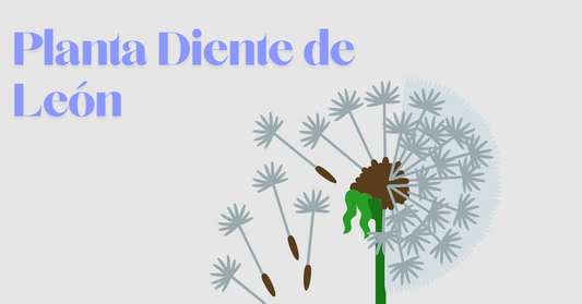 Planta Diente de León | Datos Curiosos