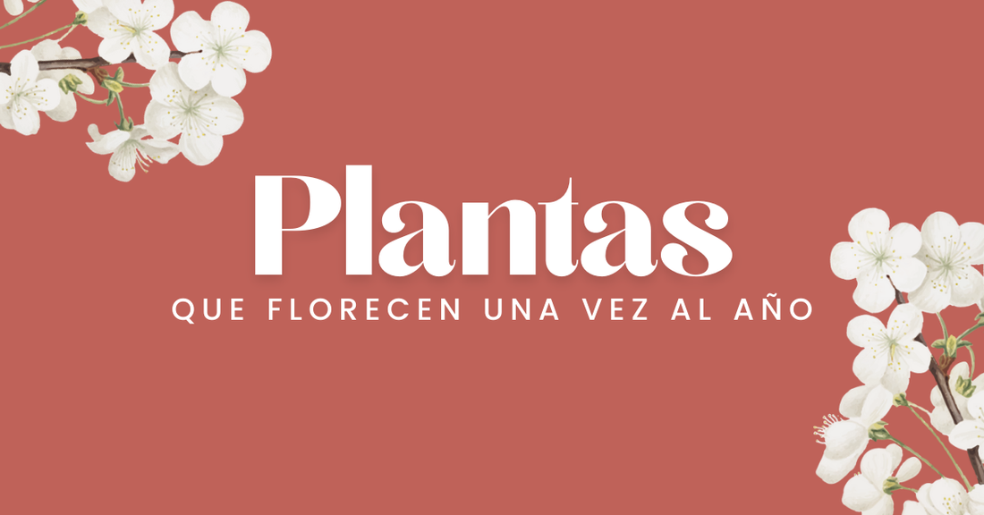 Plantas que Florecen una vez al año