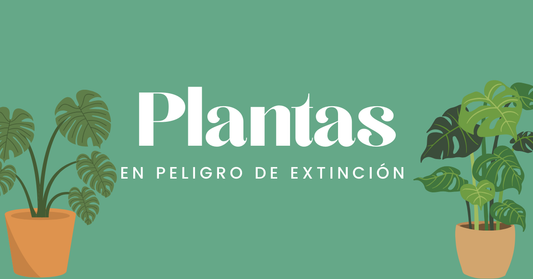 Plantas en Peligro de Extinción