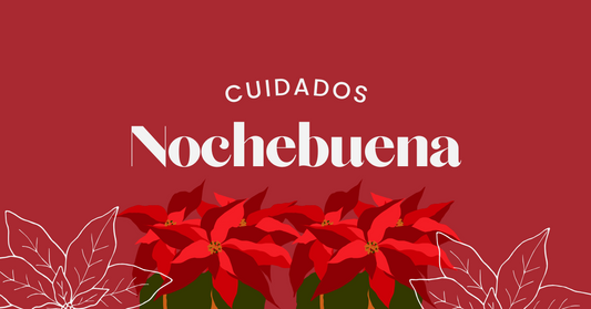 Cuidados Nochebuena