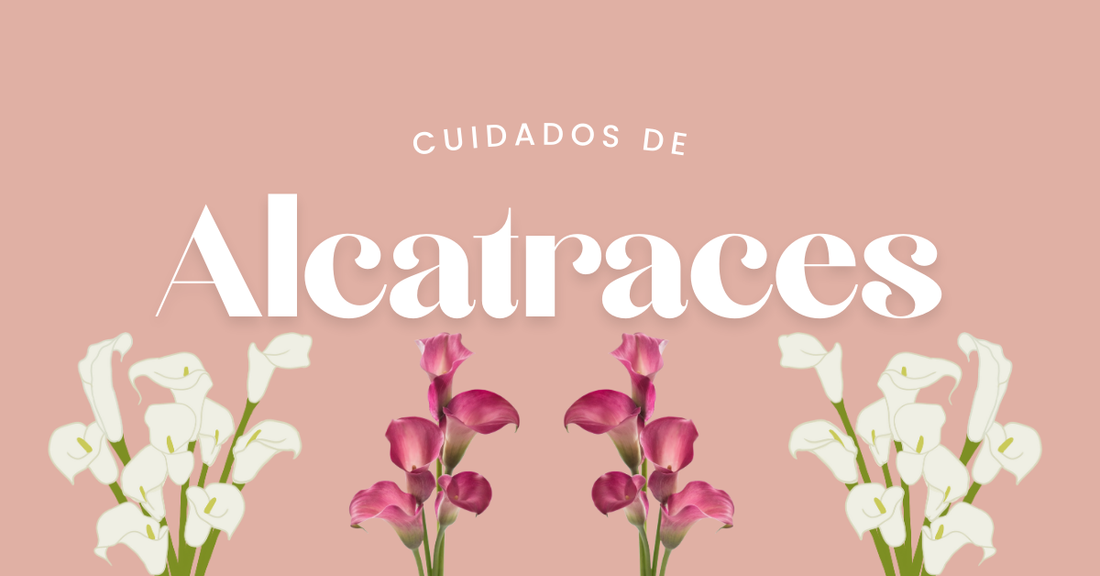 alcatraces cuidados