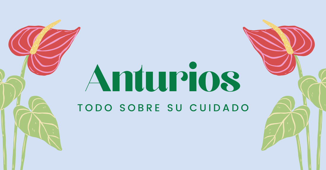 anturio cuidados