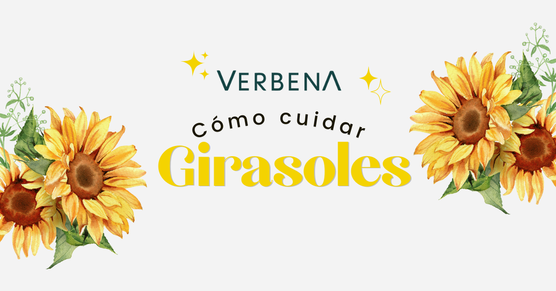 cuidado de un girasol