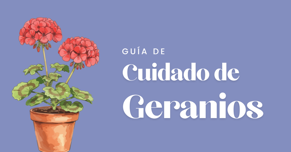 cuidado del geranio
