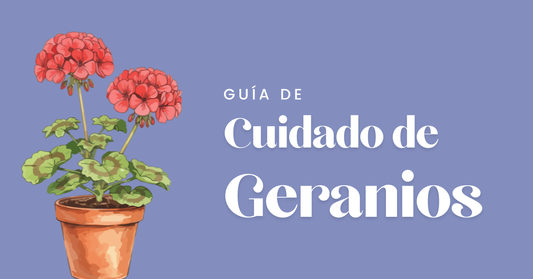 cuidado del geranio