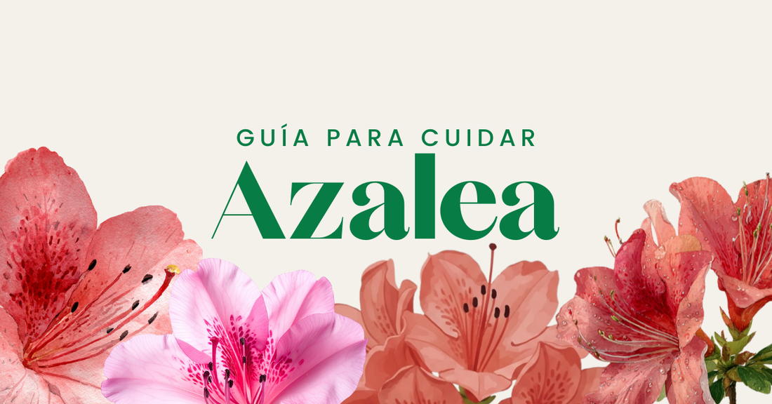 azalea cuidados