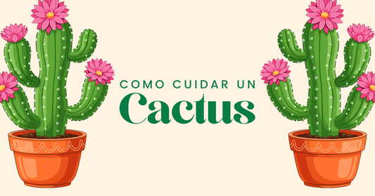 como cuidar un cactus