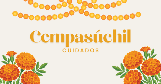 Cuidados del Cempasúchil