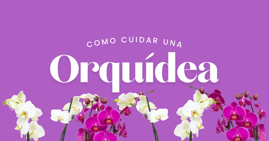 como cuidar una orquídea